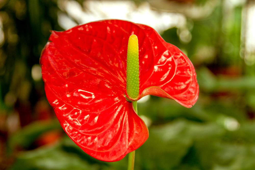 Anthurium pianta da interno colorata